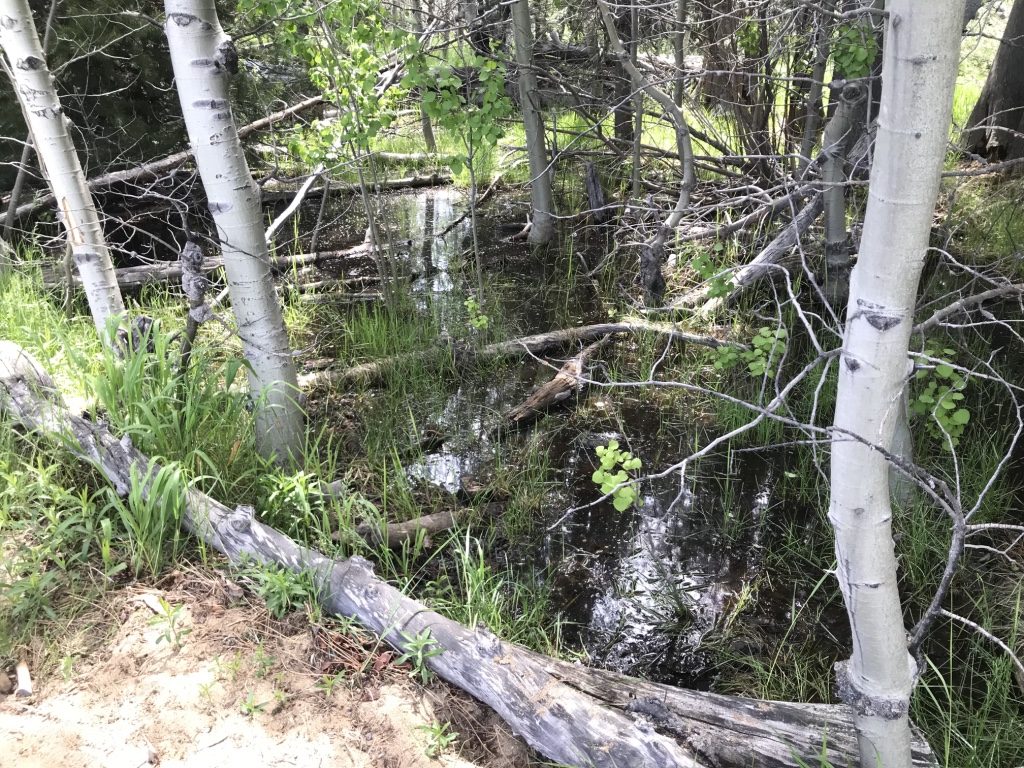 a small pond with lots of trees and grass and dirt off the beaten track 