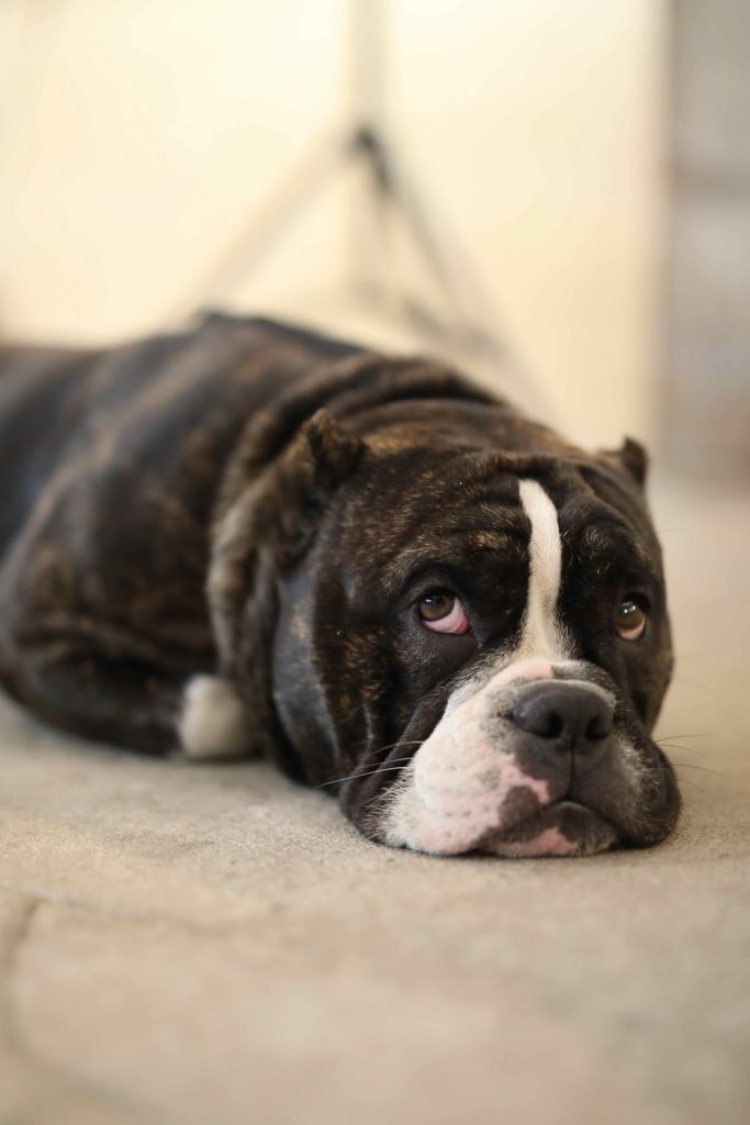 a dog laying on a rug 