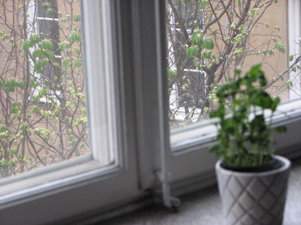 A small potted plant on an indoor window sill. 