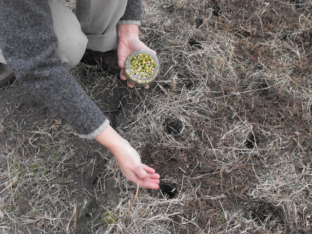 A woman planting seeds into the ground in early spring. 