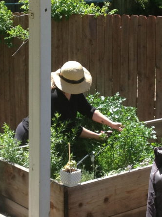 A woman with a sun hat on in her outdoor sunny garden tending to her vegetable garden