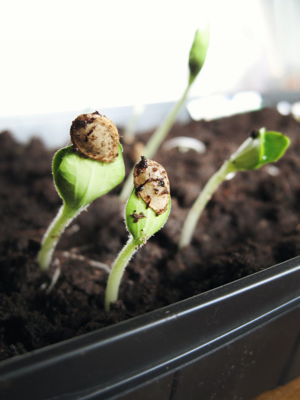 Seedlings starting to sprout from dirt in a small container