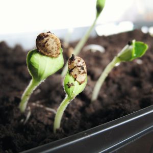 Seedlings starting to sprout from dirt in a small container