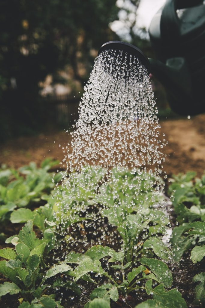 Using a watering can to mist water your newly planted seedlings in an outdoor garden.
