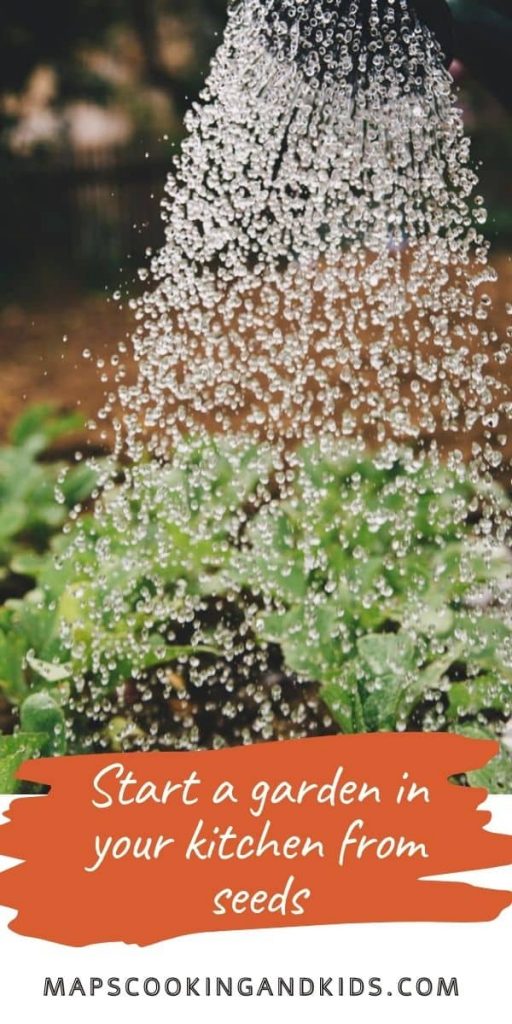 Water spraying down on a homegrown garden started from seeds