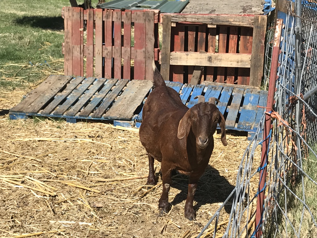 brown goat standing on hay on a farm