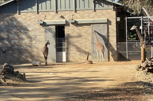 season pass to the local zoo