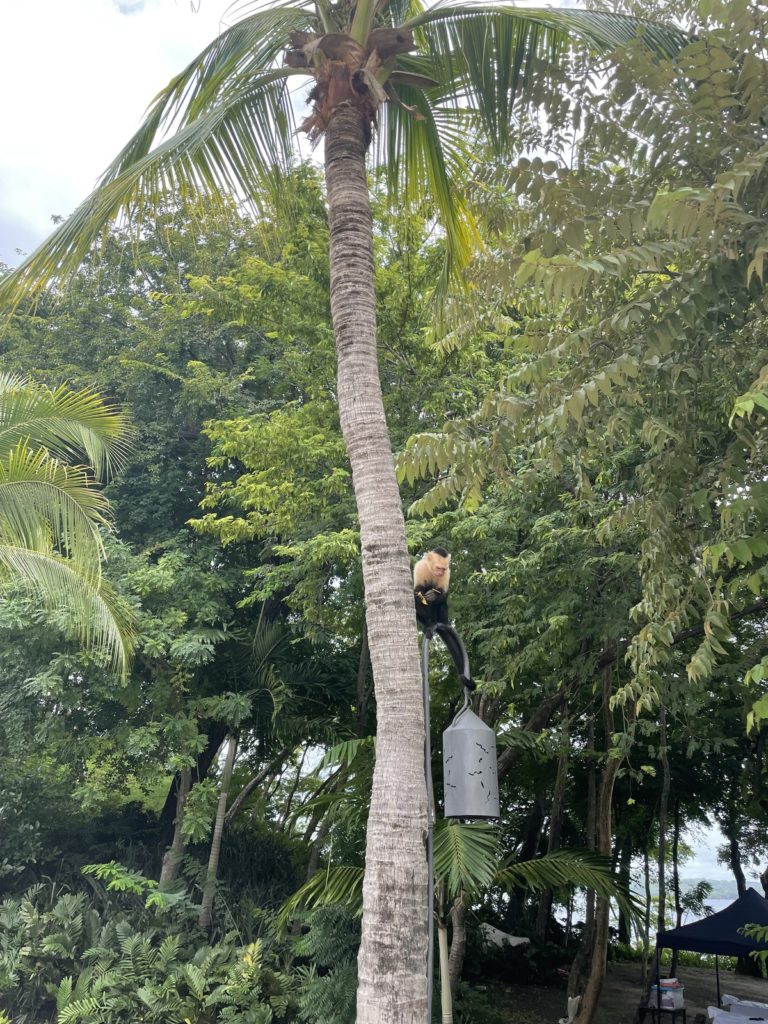 monkey in tree on east coast of costa rica