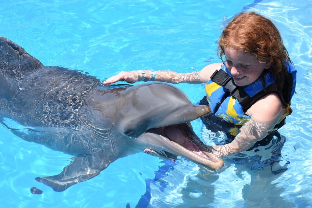 swimming with dolphins in playa del carmen mexico