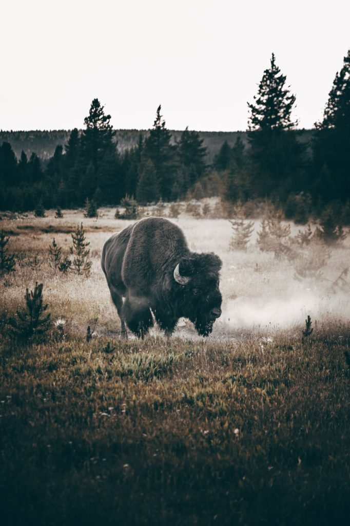 bison in Yellowstone national park