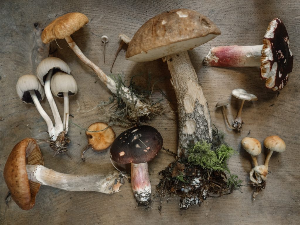 A collection of mushrooms on a wooden board