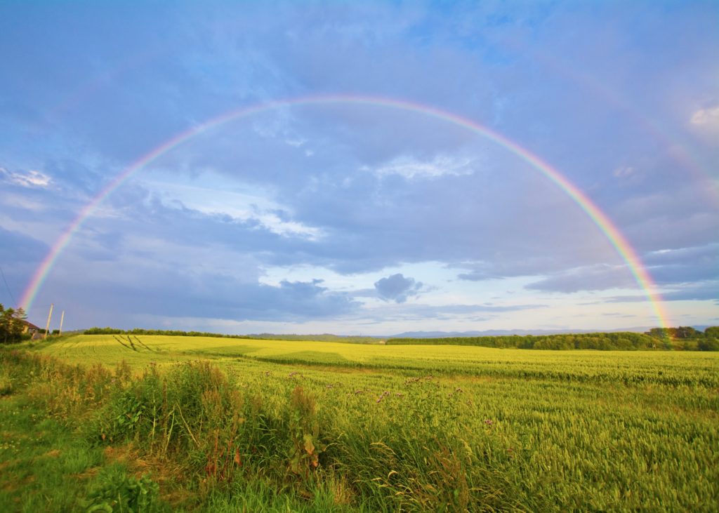 a rainbow in a field of grass and wildflowers