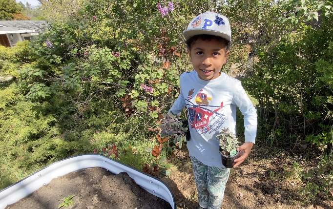 six year old holding sage near vego garden bed after hugelkultur