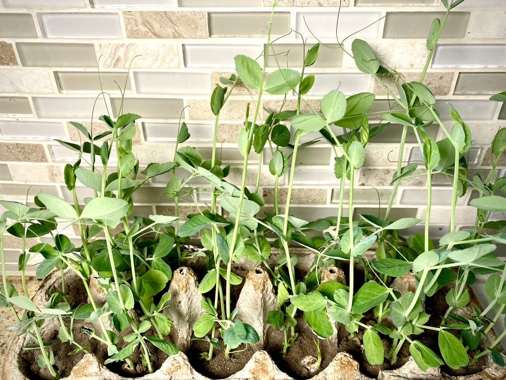 Snow peas for micro greens growing in an egg carton to as a way to start organic garden
