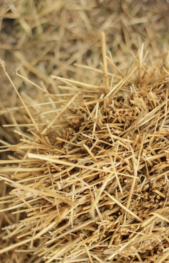 Hay to used as a layer in an organic garden