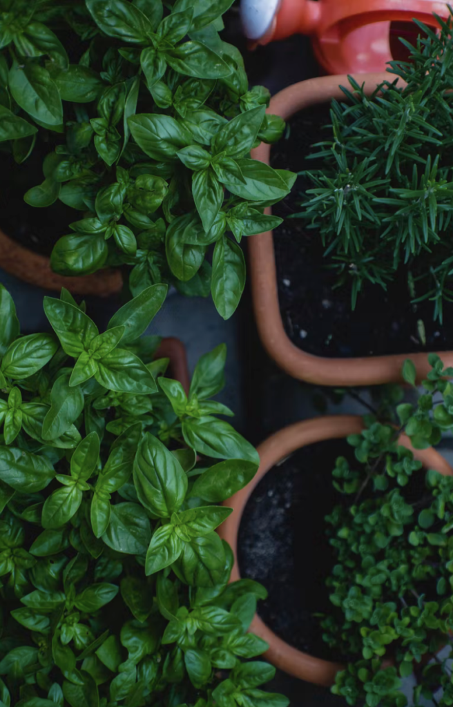 herbs growing in clay pots for a small organic garden