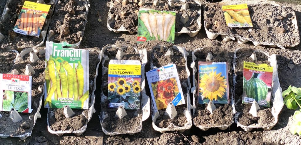 starter seed packs in egg cartons ready for our hugelkultur vego garden beds